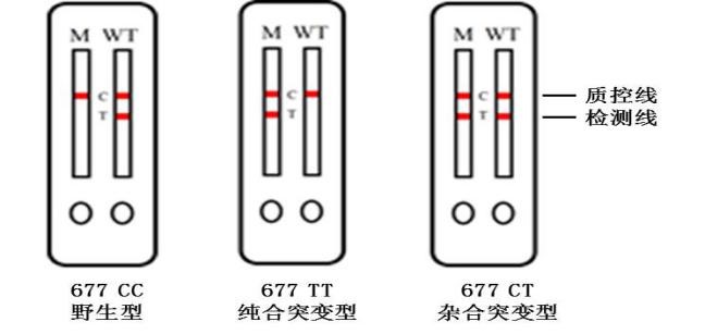 MTHFR C677T基因檢測(cè)試劑盒