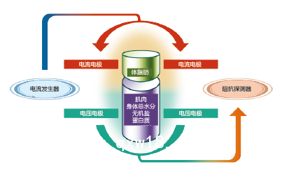 ioi353人體成分分析儀生物電阻抗原理