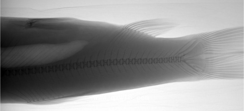 寵物X光機(jī)DR、寵物X光機(jī)豪華床