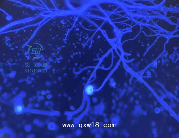 真菌D-葡聚糖檢測熒光增強(qiáng)液