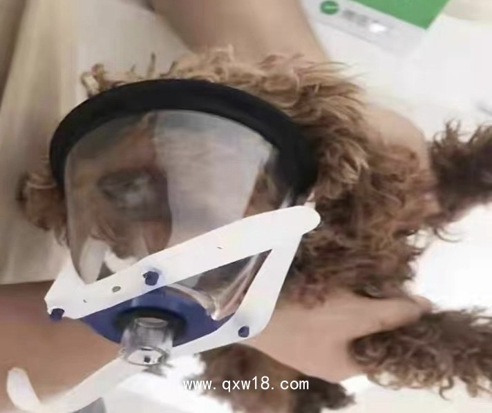 動(dòng)物麻醉吸氧面罩