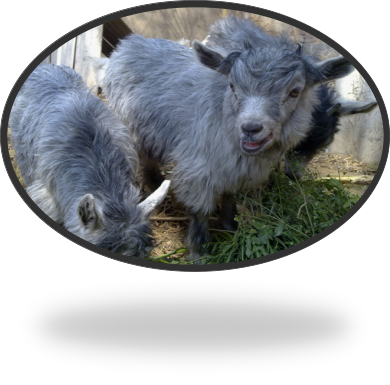 1500600680111975.png blob.png