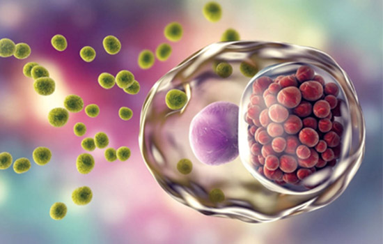 宮腔填塞吸附栓、陰道填塞吸附栓、陰道填塞止血吸附栓